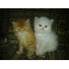 Продаются персидские котята