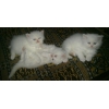 Продаются персидские котята