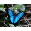 Продажа Живых тропических бабочек из Африки   более 30 Видов