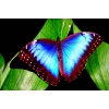 Продажа Живых тропических бабочек изФилиппин  более 30 Видов