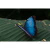 Продажа Живых тропических бабочек изФилиппин  более 30 Видов
